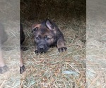 Small #8 German Shepherd Dog