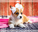 Puppy Reba Pembroke Welsh Corgi