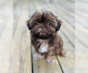 Shih Tzu Puppy for Sale in CUMBERLAND CENTER, Maine USA