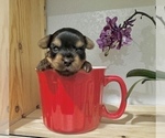 Image preview for Ad Listing. Nickname: Tcup Tim