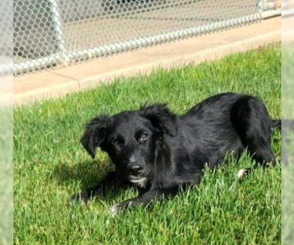Medium Photo #2 Border Collie-Retriever  Mix Puppy For Sale in Grafton, WI, USA