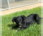 Small #1 Border Collie-Retriever  Mix