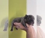 Small Photo #12 French Bulldog Puppy For Sale in ROCKVILLE, MD, USA