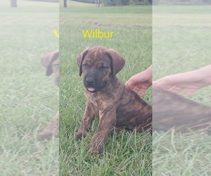 Medium Doberman Pinscher