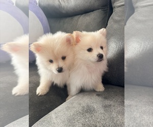 Pomeranian Puppy for Sale in SACRAMENTO, California USA