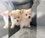 Small Pomeranian