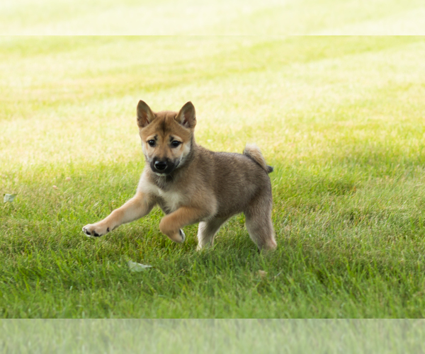 Medium Photo #13 Shiba Inu Puppy For Sale in MILLERSBURG, IN, USA