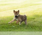 Small #12 Shiba Inu