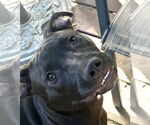 Small #7 Labrador Retriever Mix