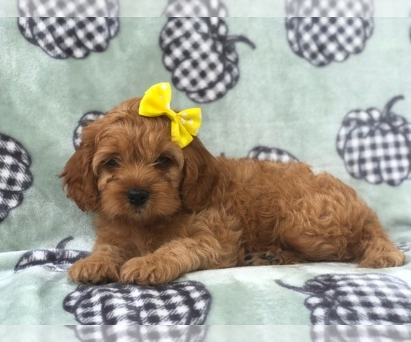 Medium Photo #6 Cocker Spaniel-Poodle (Miniature) Mix Puppy For Sale in LAKELAND, FL, USA