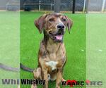 Small #3 Catahoula Leopard Dog Mix