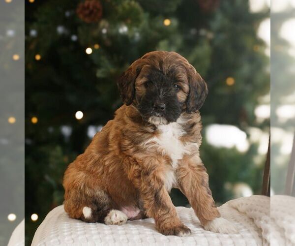 Medium Photo #3 Bernedoodle (Miniature) Puppy For Sale in NEW HOLLAND, PA, USA