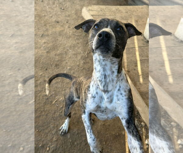 Medium Photo #1 Mutt Puppy For Sale in Jackson, MS, USA