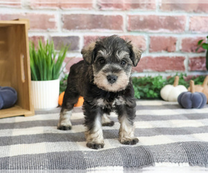 Schnauzer (Miniature) Puppy for sale in SYRACUSE, IN, USA
