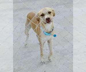Labrador Retriever-Unknown Mix Dogs for adoption in Jefferson, NJ, USA