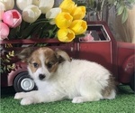 Small #2 Papillon