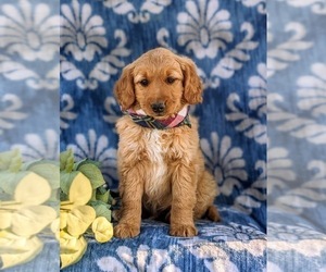 Goldendoodle (Miniature) Puppy for sale in OXFORD, PA, USA
