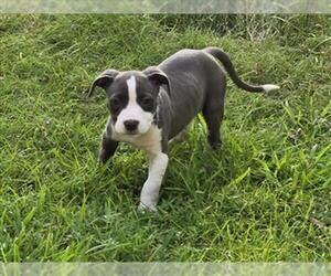 American Pit Bull Terrier Dogs for adoption in Conroe, TX, USA