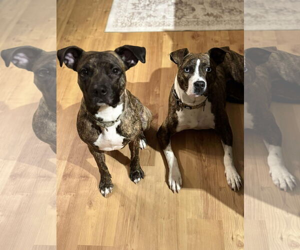 Medium Photo #4 American Pit Bull Terrier-Unknown Mix Puppy For Sale in Cottage Grove, MN, USA