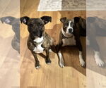 Small #3 American Pit Bull Terrier Mix