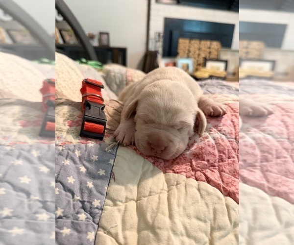 Medium Photo #3 Labrador Retriever Puppy For Sale in SUMMERVILLE, SC, USA