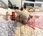 Small #2 Labrador Retriever