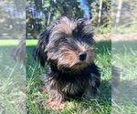 Small Photo #5 Yorkshire Terrier Puppy For Sale in DURHAM, CT, USA