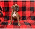 Small Photo #13 Boxer Puppy For Sale in CHILHOWEE, MO, USA