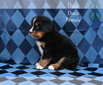 Small Photo #49 Bernese Mountain Dog Puppy For Sale in HARRISONBURG, VA, USA