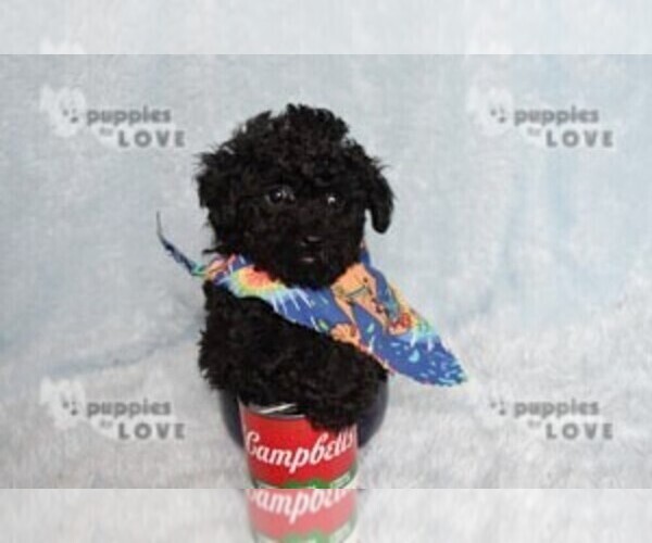 Medium Photo #2 Poodle (Toy) Puppy For Sale in SANGER, TX, USA