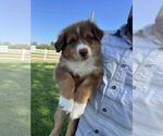 Puppy Glory Australian Shepherd