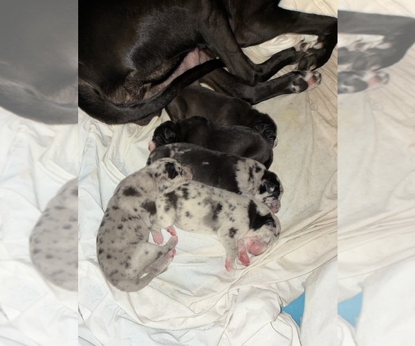 Medium Photo #1 Great Dane Puppy For Sale in CLEVELAND, OH, USA