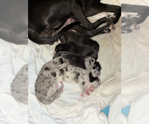 Great Dane Puppy for sale in CLEVELAND, OH, USA