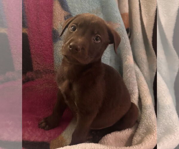 Medium Photo #3 Labrador Retriever-Unknown Mix Puppy For Sale in Pottstown, PA, USA