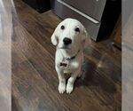 Small Photo #5 Great Pyrenees-Unknown Mix Puppy For Sale in Grafton, WI, USA