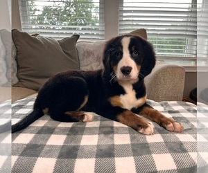 Medium Bernese Mountain Dog