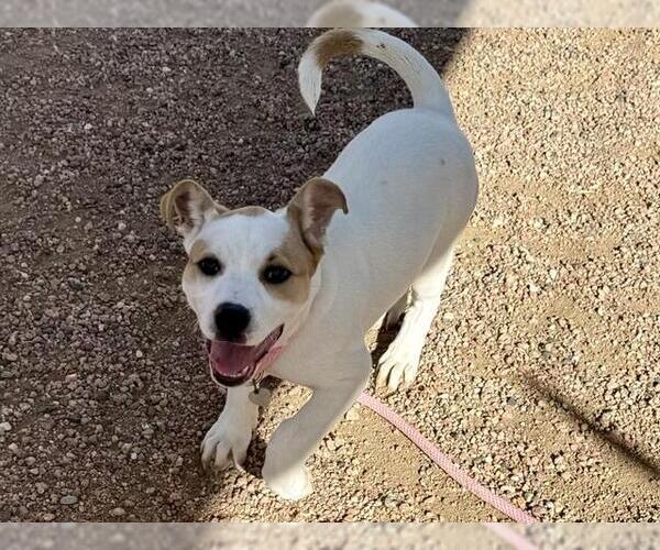 Medium Photo #1 American Pit Bull Terrier-Unknown Mix Puppy For Sale in Pueblo, CO, USA