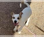 Small American Pit Bull Terrier Mix