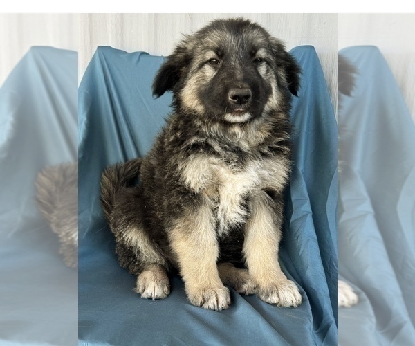 Medium Photo #9 King Shepherd Puppy For Sale in PEACH SPRINGS, AZ, USA