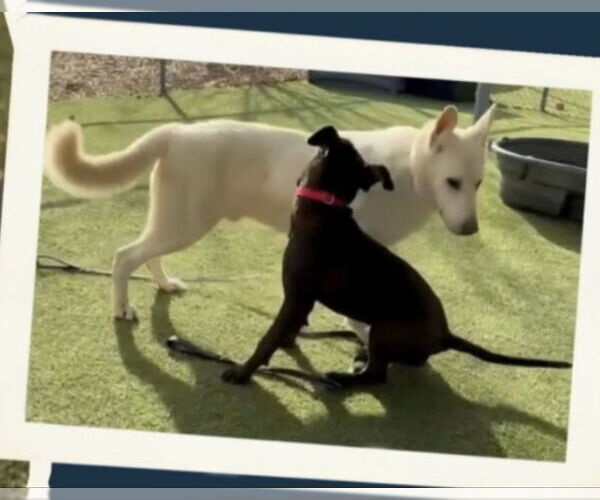 Medium Photo #2 - Mix Puppy For Sale in Winston Salem, NC, USA