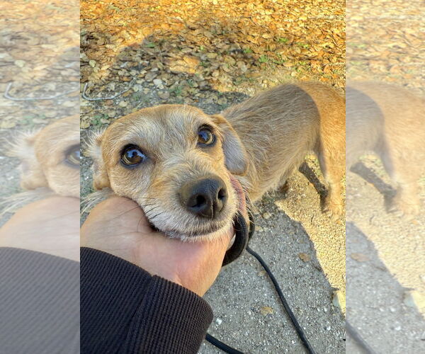 Medium Photo #3 Chihuahua Puppy For Sale in Salinas, CA, USA