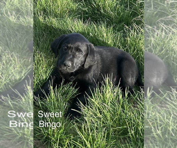 Medium Photo #8 Labrador Retriever Puppy For Sale in FREDERICKSBG, OH, USA