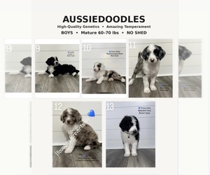 Aussiedoodle Puppy for sale in BAKERSFIELD, CA, USA