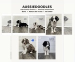 Litter of 10 - Male(s) and Female(s) AussiedoodleLitter of Puppies for Sale - Small photo