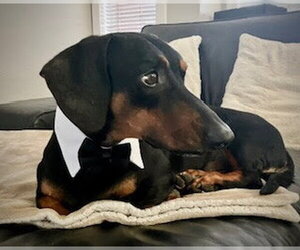 Marcus - San Diego - Male Dachshund Dog for Adoption - Photo #2