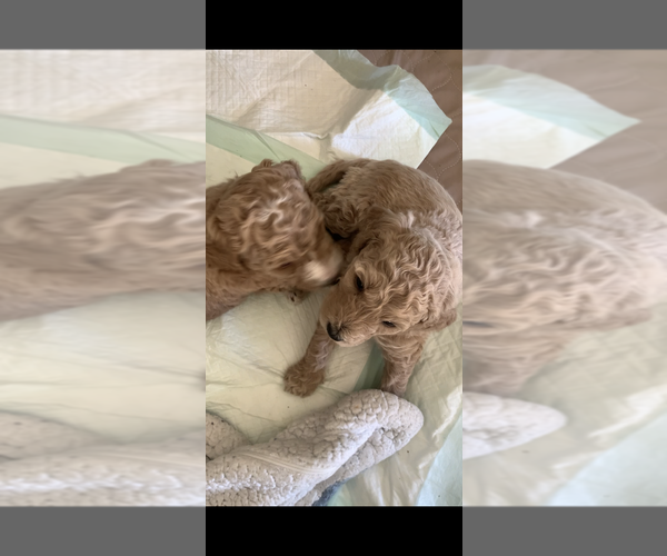 Medium Photo #5 Poodle (Miniature) Puppy For Sale in SAN FRANCISCO, CA, USA