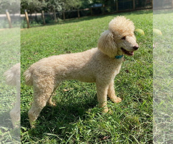 Medium Photo #8 Poodle (Standard) Puppy For Sale in Pacolet, SC, USA