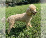 Small #7 Poodle (Standard)