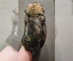 Small #3 Auss-Tzu