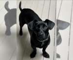 Small #3 Dachshund Mix